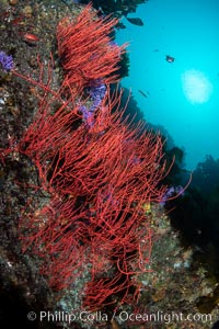 Red gorgonian with polyps retracted, Leptogorgia chilensis, Farnsworth Banks, Catalina Island, California, Leptogorgia chilensis, Lophogorgia chilensis