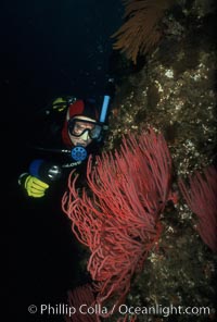 Diver and red gorgonian, Leptogorgia chilensis, Lophogorgia chilensis, San Clemente Island