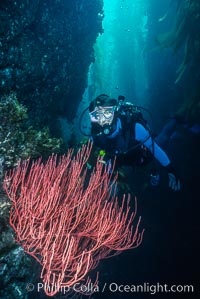 Diver and red gorgonian, Leptogorgia chilensis, Lophogorgia chilensis, San Clemente Island