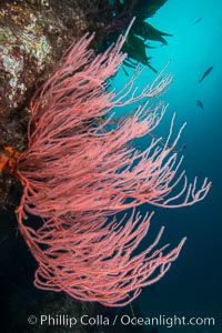 Red gorgonian on rocky reef, below kelp forest, underwater. The red gorgonian is a filter-feeding temperate colonial species that lives on the rocky bottom at depths between 50 to 200 feet deep. Gorgonians are oriented at right angles to prevailing water currents to capture plankton drifting by, Leptogorgia chilensis, Lophogorgia chilensis, San Clemente Island