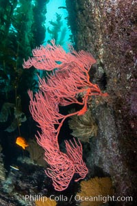 Red gorgonian on rocky reef, below kelp forest, underwater. The red gorgonian is a filter-feeding temperate colonial species that lives on the rocky bottom at depths between 50 to 200 feet deep. Gorgonians are oriented at right angles to prevailing water currents to capture plankton drifting by., Leptogorgia chilensis, Lophogorgia chilensis, Catalina Island