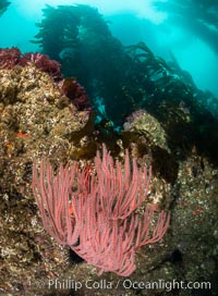 Red gorgonian on rocky reef, below kelp forest, underwater. The red gorgonian is a filter-feeding temperate colonial species that lives on the rocky bottom at depths between 50 to 200 feet deep. Gorgonians are oriented at right angles to prevailing water currents to capture plankton drifting by, Leptogorgia chilensis, Lophogorgia chilensis, San Clemente Island