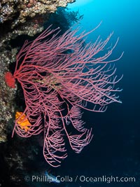 Red gorgonian on rocky reef, below kelp forest, underwater. The red gorgonian is a filter-feeding temperate colonial species that lives on the rocky bottom at depths between 50 to 200 feet deep. Gorgonians are typically oriented at right angles to prevailing water currents to capture plankton drifting by, Leptogorgia chilensis, Lophogorgia chilensis, San Clemente Island