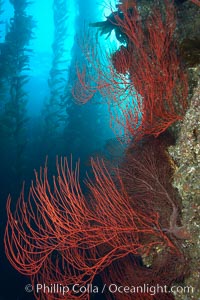 Red gorgonian on rocky reef, below kelp forest, underwater.  The red gorgonian is a filter-feeding temperate colonial species that lives on the rocky bottom at depths between 50 to 200 feet deep. Gorgonians are oriented at right angles to prevailing water currents to capture plankton drifting by, Leptogorgia chilensis, Lophogorgia chilensis, Macrocystis pyrifera, San Clemente Island