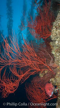 Red gorgonian on rocky reef, below kelp forest, underwater.  The red gorgonian is a filter-feeding temperate colonial species that lives on the rocky bottom at depths between 50 to 200 feet deep. Gorgonians are oriented at right angles to prevailing water currents to capture plankton drifting by, Leptogorgia chilensis, Lophogorgia chilensis, San Clemente Island