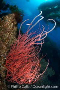 Red gorgonian on rocky reef, below kelp forest, underwater.  The red gorgonian is a filter-feeding temperate colonial species that lives on the rocky bottom at depths between 50 to 200 feet deep. Gorgonians are oriented at right angles to prevailing water currents to capture plankton drifting by, Lophogorgia chilensis, San Clemente Island