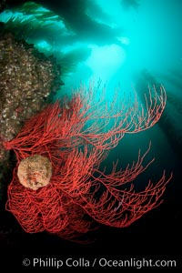 Bryozoan grows on a red gorgonian on rocky reef, below kelp forest, underwater.  The red gorgonian is a filter-feeding temperate colonial species that lives on the rocky bottom at depths between 50 to 200 feet deep. Gorgonians are oriented at right angles to prevailing water currents to capture plankton drifting by, Leptogorgia chilensis, Lophogorgia chilensis, San Clemente Island