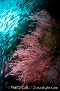 Red gorgonian on rocky reef, below kelp forest, underwater.  The red gorgonian is a filter-feeding temperate colonial species that lives on the rocky bottom at depths between 50 to 200 feet deep. Gorgonians are oriented at right angles to prevailing water currents to capture plankton drifting by, Lophogorgia chilensis, San Clemente Island