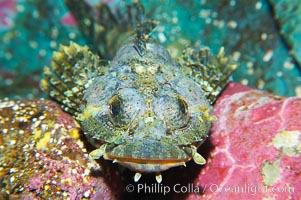 Red Irish Lord.  The red irish lord lurks in shallow habitats where it feeds on crabs, shrimp, barnacles, mussels and small fishes, Hemilepidotus hemilepidotus