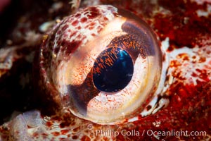 Red Irish Lord eye detail, Browning Pass, British Columbia, Hemilepidotus hemilepidotus