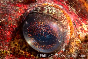 Red Irish Lord eye detail, Browning Pass, British Columbia, Hemilepidotus hemilepidotus