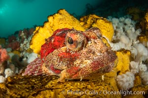 Red Irish Lord sculpinfish, Browning Pass, British Columbia, Hemilepidotus hemilepidotus