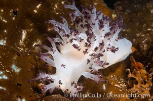 Red Nudibranch, Dendronotus rufus, Browning Pass, Vancouver Island, Dendronotus rufus