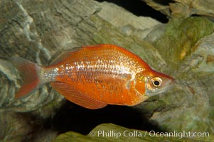 Red rainbowfish, Glossolepis incisus