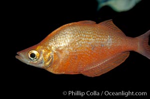 Red rainbowfish, Glossolepis incisus