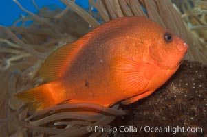 Red saddleback anemonefish, Amphiprion ephippium