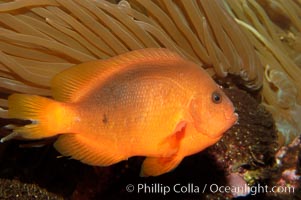 Red saddleback anemonefish, Amphiprion ephippium