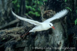 Red tailed tropic bird, Phaethon rubricauda, Rose Atoll National Wildlife Sanctuary