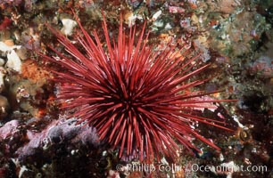 Red urchin on rocky California reef, Strogylocentrotus franciscanus