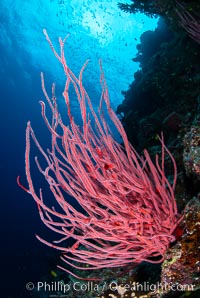 Red whip coral, Ellisella ceratophyta, Fiji, Ellisella ceratophyta, Namena Marine Reserve, Namena Island