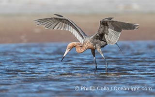 Reddish Egret, Egretta rufescens, hunting fish by spreading its wings and creating a shadow in the water around its legs, Fort De Soto, Florida, Egretta rufescens, Fort De Soto Park, St. Petersburg