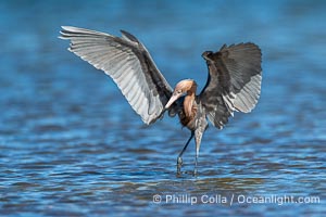 Reddish Egret, Egretta rufescens, hunting fish by spreading its wings and creating a shadow in the water around its legs, Fort De Soto, Florida, Egretta rufescens, Fort De Soto Park, St. Petersburg