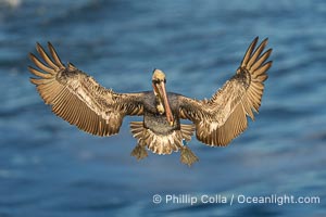 Research ID band on the left leg of a California Brown Pelican. A California Brown Pelican flying over the Pacific Ocean, spreads its large wings wide to slow down as it slows to land on seacliffs in La Jolla. Adult winter mating plumage with yellow head, red throat and brown hindneck, Pelecanus occidentalis, Pelecanus occidentalis californicus