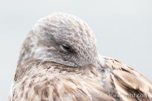 Resting Gull Portrait, La Jolla