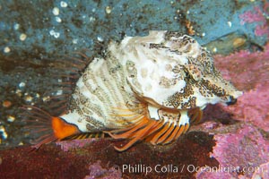 Grunt sculpin.  Grunt sculpin have evolved into its strange shape to fit within a giant barnacle shell perfectly, using the shell to protect its eggs and itself, Rhamphocottus richardsoni