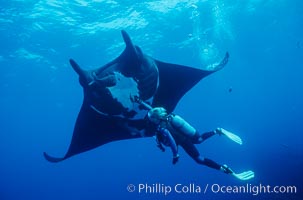 Manta ray and scuba diver, Manta birostris, San Benedicto Island (Islas Revillagigedos)