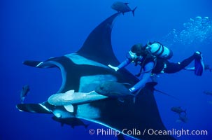 tales by light ocean manta ray