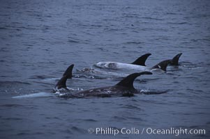 Rissos dolphin, dorsal, Grampus griseus, San Diego, California