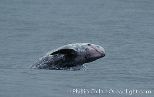 A Rissos dolphin spyhops, lifting its head above water for a look. Note distinguishing and highly variable skin and dorsal fin patterns, characteristic of this species.  White scarring, likely caused by other Risso dolphins teeth, accumulates during the dolphins life so that adult Rissos dolphins are almost entirely white.  Offshore near San Diego, Grampus griseus