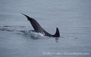 A young Rissos dolphin calf performs a tail slap. Note the dark color on this juvenile, it has yet to acquire the white scarring that distinguishes adult Rissos dolphins.  Offshore near San Diego, Grampus griseus