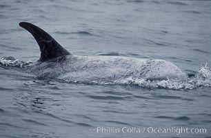 Rissos dolphin. Note distinguishing and highly variable skin and dorsal fin patterns, characteristic of this species.  White scarring, likely caused by other Risso dolphins teeth, accumulates during the dolphins life so that adult Rissos dolphins are almost entirely white.  Offshore near San Diego, Grampus griseus