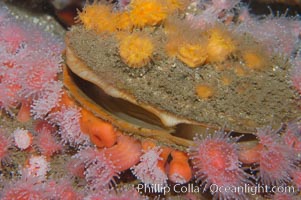 Rock scallop with encrusting orange cup corals (top) and strawberry anemones (bottom), Balanophyllia elegans, Corynactis californica, Crassedoma giganteum