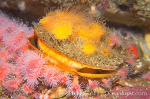 Rock scallop surrounded by strawberry anemones, Corynactis californica, Crassedoma giganteum