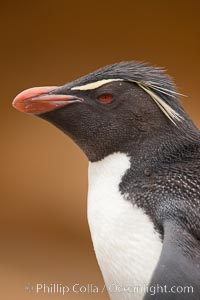 Rockhopper penguin portrait, showing the yellowish plume feathers that extend behind its red eye in adults.  The western rockhopper penguin stands about 23" high and weights up to 7.5 lb, with a lifespan of 20-30 years, Eudyptes chrysocome, Eudyptes chrysocome chrysocome, New Island