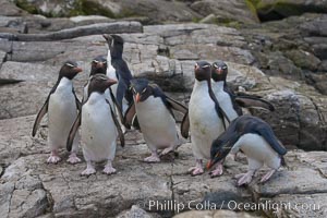 Rockhopper penguins, on rocky coastline of New Island in the Falklands.  True to their name, rockhopper penguins scramble over the rocky intertidal zone and up steep hillsides to reach their nesting colonies which may be hundreds of feet above the ocean, often jumping up and over rocks larger than themselves.  Rockhopper penguins reach 23" and 7.5lb in size, and can live 20-30 years.  They feed primarily on feed on krill, squid, octopus, lantern fish, molluscs, plankton, cuttlefish, and crustaceans, Eudyptes chrysocome, Eudyptes chrysocome chrysocome