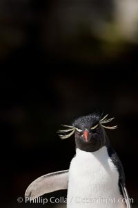 Rockhopper penguin, New Island