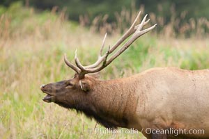 Roosevelt elk, adult bull male with large antlers.  Roosevelt elk grow to 10' and 1300 lb, eating grasses, sedges and various berries, inhabiting the coastal rainforests of the Pacific Northwest, Cervus canadensis roosevelti, Redwood National Park, California