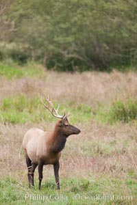 Roosevelt elk, adult bull male with large antlers.  Roosevelt elk grow to 10' and 1300 lb, eating grasses, sedges and various berries, inhabiting the coastal rainforests of the Pacific Northwest, Cervus canadensis roosevelti, Redwood National Park, California