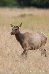 Roosevelt elk, adult bull male with large antlers.  Roosevelt elk grow to 10' and 1300 lb, eating grasses, sedges and various berries, inhabiting the coastal rainforests of the Pacific Northwest, Cervus canadensis roosevelti, Redwood National Park, California