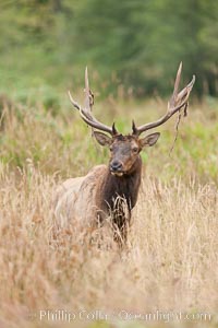 Roosevelt elk, adult bull male with large antlers.  Roosevelt elk grow to 10' and 1300 lb, eating grasses, sedges and various berries, inhabiting the coastal rainforests of the Pacific Northwest, Cervus canadensis roosevelti, Redwood National Park, California