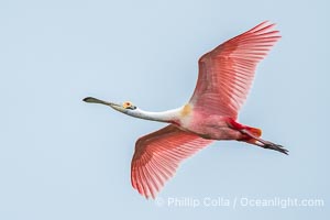 Roseate Spoonbill in Flight, Platalea ajaja, Alafia Banks, Florida, Platalea ajaja, Alafia Banks Critical Wildlife Area, Tampa