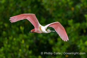 Roseate Spoonbill in Flight, Platalea ajaja, Alafia Banks, Florida, Platalea ajaja, Alafia Banks Critical Wildlife Area, Tampa