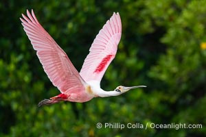 Roseate Spoonbill in Flight, Platalea ajaja, Alafia Banks, Florida, Platalea ajaja, Alafia Banks Critical Wildlife Area, Tampa