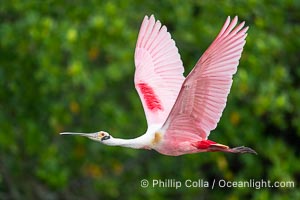 Roseate Spoonbill in Flight, Platalea ajaja, Alafia Banks, Florida, Platalea ajaja, Alafia Banks Critical Wildlife Area, Tampa