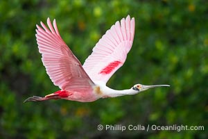 Roseate Spoonbill in Flight, Platalea ajaja, Alafia Banks, Florida, Platalea ajaja, Alafia Banks Critical Wildlife Area, Tampa