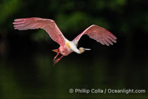 Roseate Spoonbill in Flight, Platalea ajaja, Alafia Banks, Florida, Platalea ajaja, Alafia Banks Critical Wildlife Area, Tampa